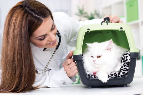 Veterinário com estetoscópio acalma gato persa — Fotografia de Stock