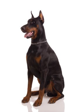 Harika doberman köpek poz