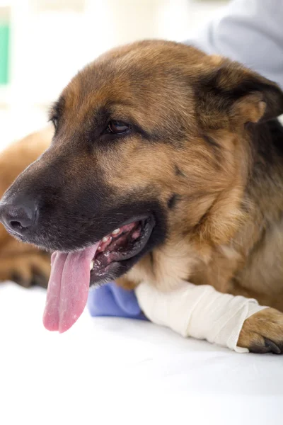 German shepherd dog at the vet, lay on the table, leg bandaged — Stock Photo, Image