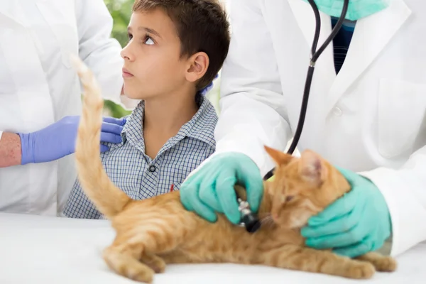 Niño en una clínica veterinaria con gato esperando a terminar —  Fotos de Stock