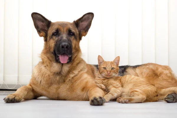 Tysken Fåraherde hund och katt tillsammans katt och hund ligga tillsammans — Stockfoto