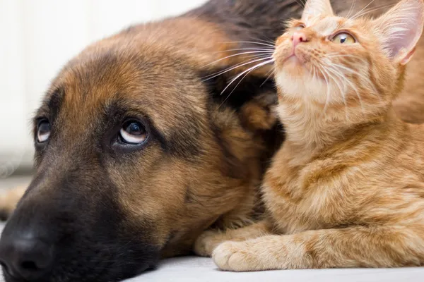 Duitse herdershond en kat samen kat en hond samen liggen — Stockfoto