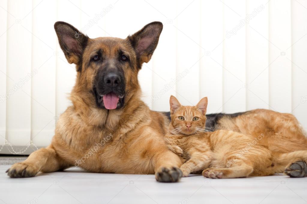 German Shepherd Dog and cat together cat and dog together lying