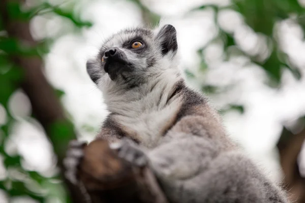 环尾狐猴（Lemur catta）) — 图库照片