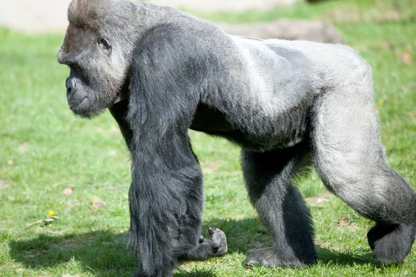 Ezüst mögött hím gorilla — Stock Fotó