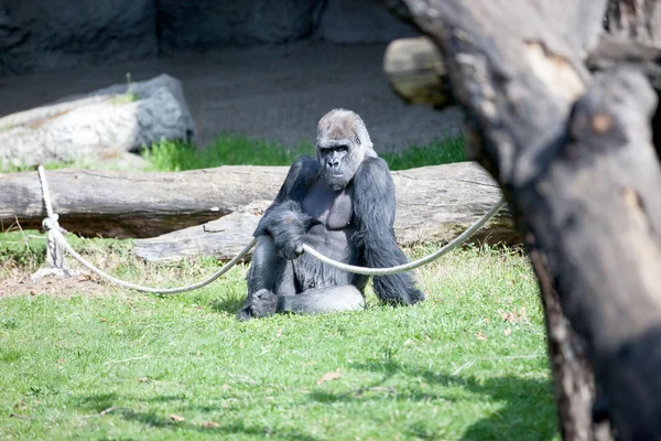 Gorila pózuje — Stock fotografie