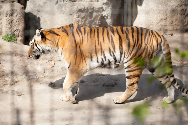 動物園でトラ — ストック写真