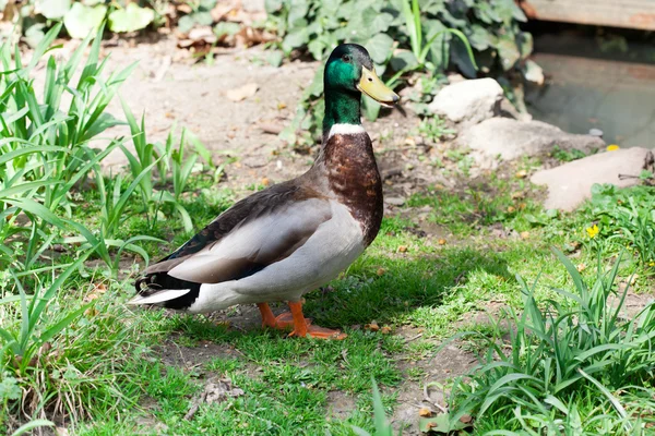 Canard colvert coloré — Photo