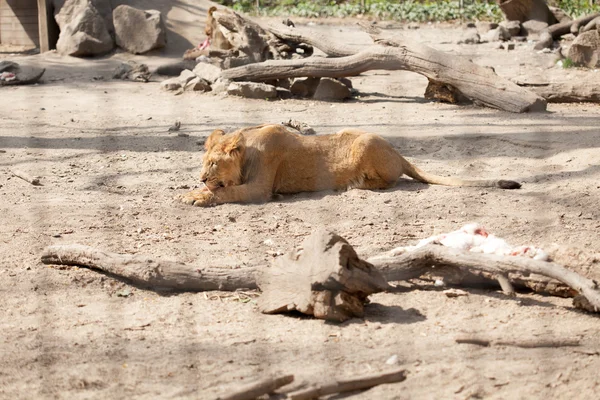 動物園で雌のライオン — ストック写真