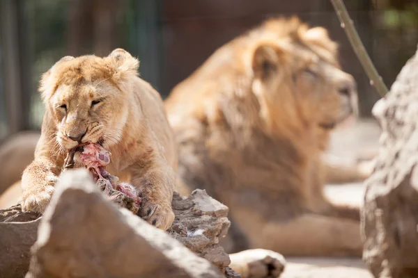 Dva lvi v zoo — Stock fotografie