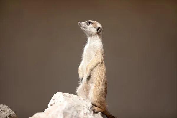 En meerkat på rock — Stockfoto