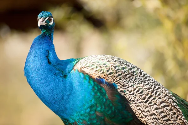 Renkli kuyruklu peacock — Stok fotoğraf