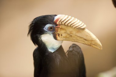 Papua Kartallar yakın çekim