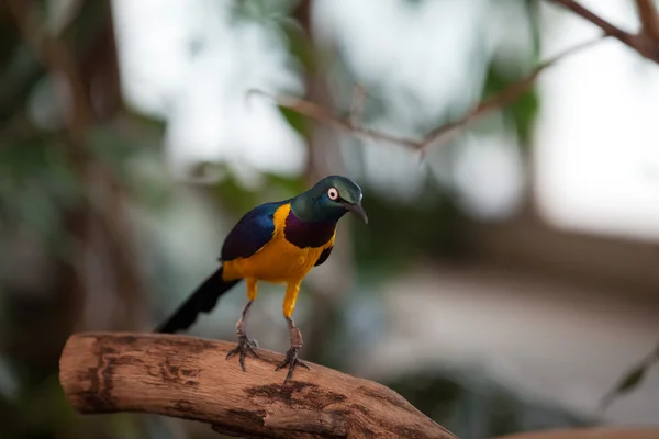 Golden-breasted Starling in nature — Stock Photo, Image