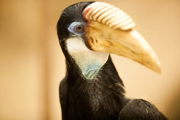 Papoea-neushoornvogel — Stockfoto