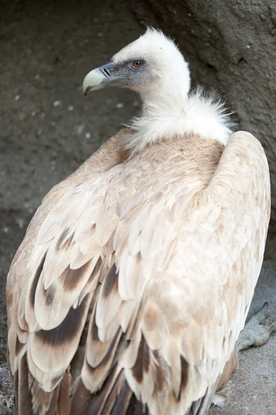 Kızıl akbaba — Stok fotoğraf