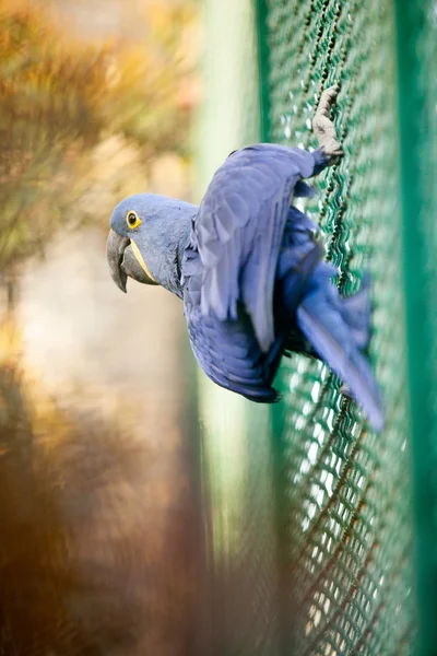 Blue Hyacinth macaw parrot — Stock Photo, Image