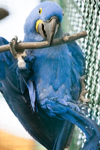 Muhteşem sümbül Amerika papağanı papağan — Stok fotoğraf