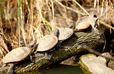 Aile terrapin kaplumbağaları doğal ortamlarında 