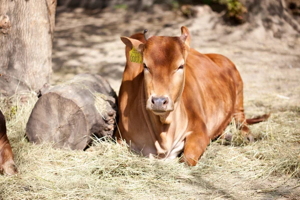 Young cow lying and resting — Stock Photo, Image