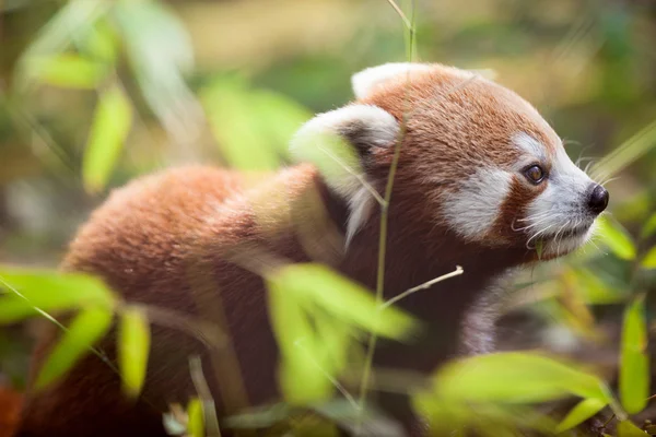 Piękny czerwony panda w naturalnym środowisku — Zdjęcie stockowe