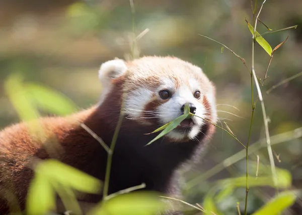 Piękny czerwony panda w naturalnym środowisku — Zdjęcie stockowe