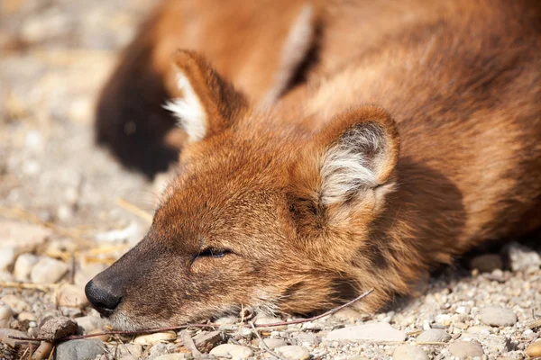 Raposa vermelha (Vulpes vulpes) — Fotografia de Stock