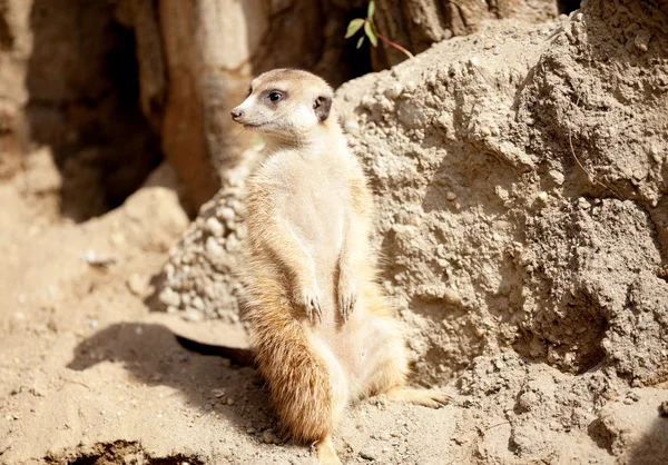 En meerkat på rock — Stockfoto