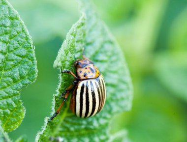 Patates böceği - Bakanlıkça tavsiye 