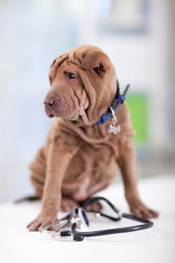portre genç shar pei steteskop ile