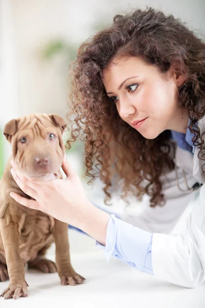 Vétérinaire examine le chien Shar Pei — Photo