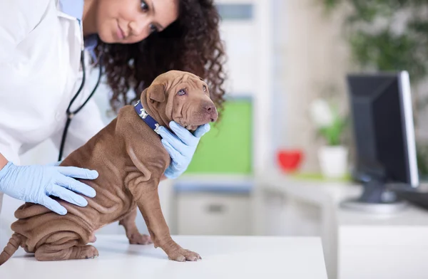 Veterinário examina o cão Shar Pei — Fotografia de Stock