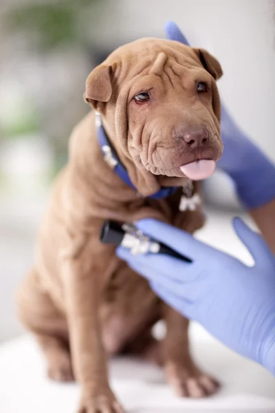 Vétérinaire avec un stéthoscope examine chien Shar Pei — Photo