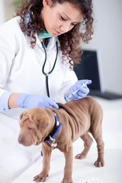 Veterinário está dando a vacina para o cão Shar-Pei — Fotografia de Stock