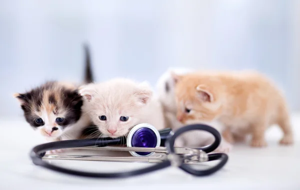 Jonge kittens met een stethoscoop — Stockfoto