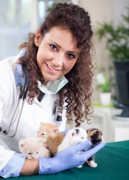 Veterinären undersöker fyra vackra små kattungar — Stockfoto