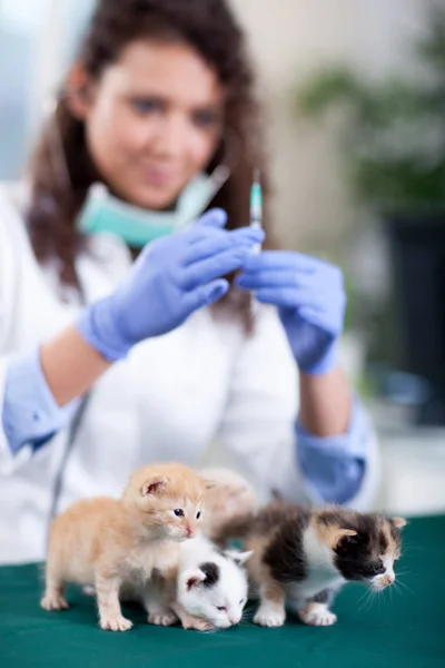 Vétérinaire prêt à administrer le vaccin au petit chaton — Photo