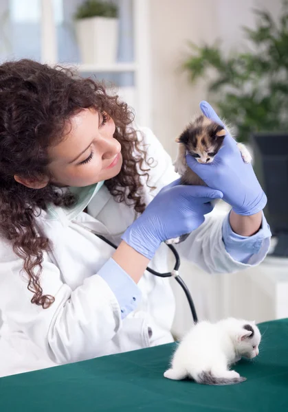 Veterinário examinando um gatinho — Fotografia de Stock