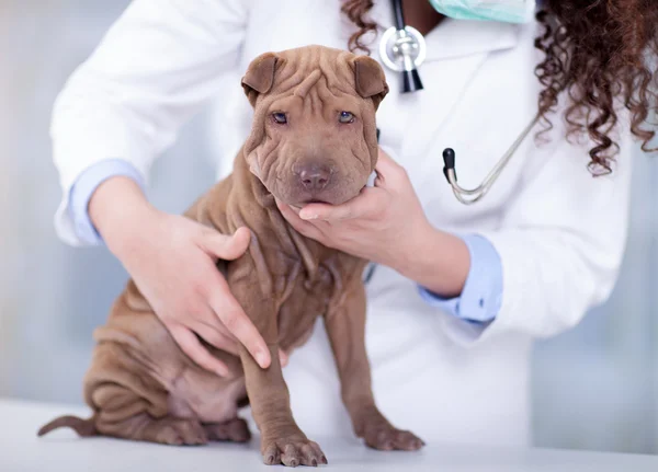 Veterinário com um estetoscópio examina Shar Pei — Fotografia de Stock