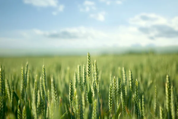 Natureza - campo verde — Fotografia de Stock