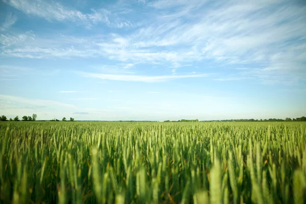 Campo verde e sole splendente — Foto Stock