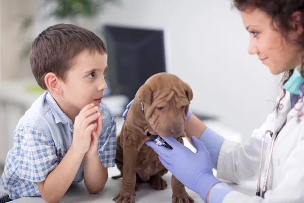 Veterinaire onderzoeken shar pei Hond, jonge jongen op zoek zijn vriend — Stockfoto