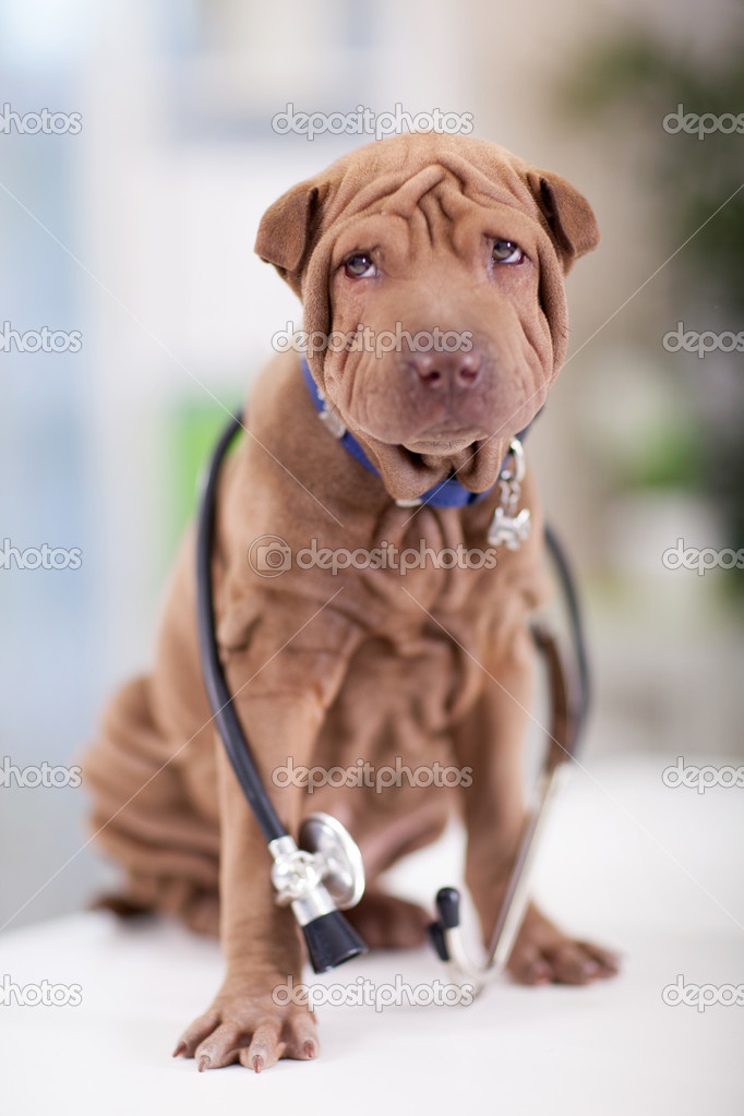 portrait of young  Shar Pei with a stethoscope