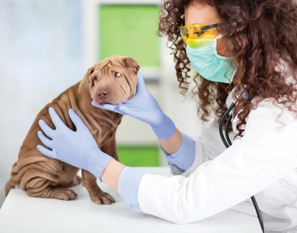 Femmina bagnata con stetoscopio esamina cucciolo Shar Pei cane — Foto Stock