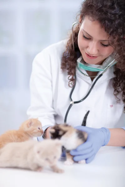 Veterinären undersöker fyra vackra lilla en kattunge — Stockfoto