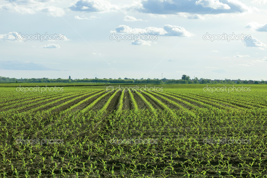  ploughed field and blue sky