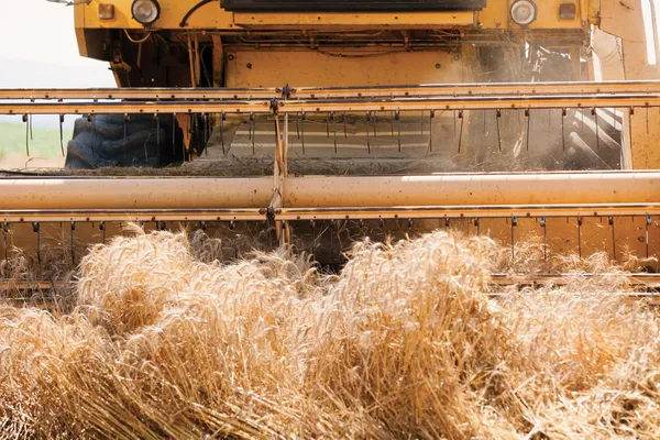 Combinar colheitadeira em um campo de trigo — Fotografia de Stock