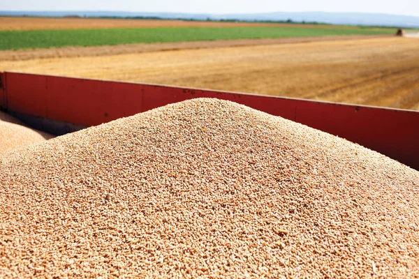 Tractor trailer and wheat — Stock Photo, Image