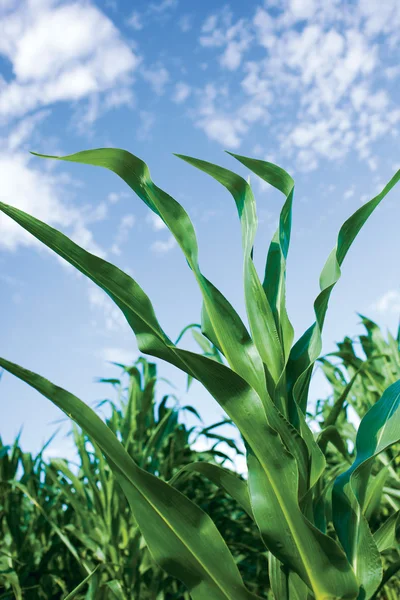 Green corn field — Stock Photo, Image