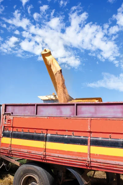 Комбайн выгружает зерно пшеницы в тракторный прицеп — стоковое фото